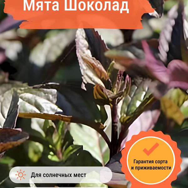 Мята Шоколад фото 1 